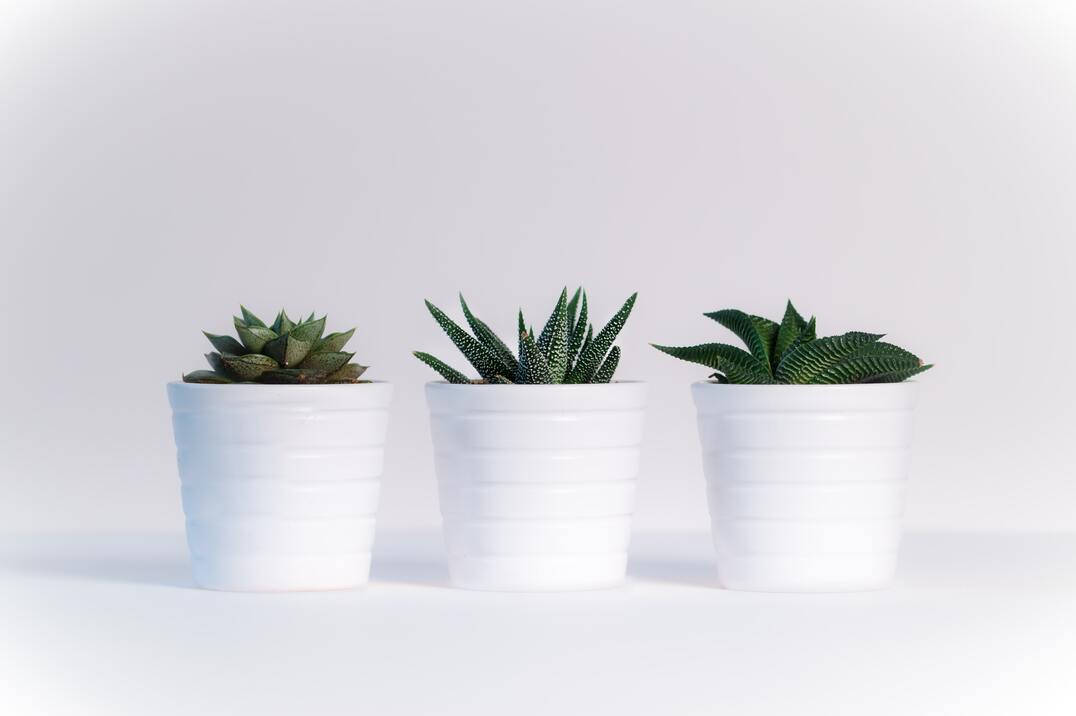 cached/dharmx_walls/abstract/a_group_of_potted_plants.jpg