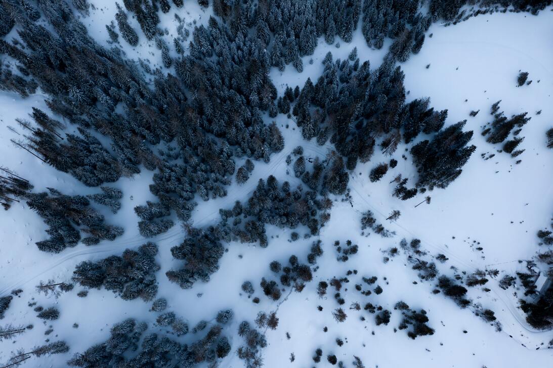 cached/dharmx_walls/aerial/a_snowy_forest_with_trees.jpg