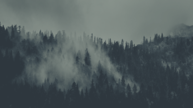 cached/dharmx_walls/apeiros/a_foggy_forest_with_trees.png