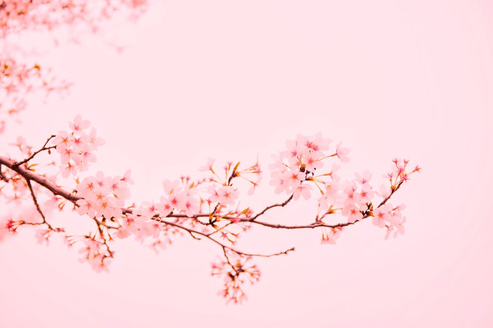 cached/dharmx_walls/cherry/a_branch_with_pink_flowers_01.jpg