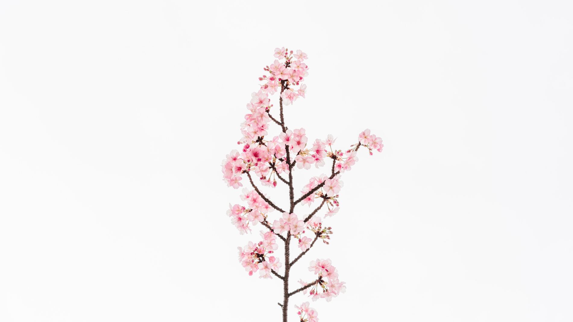 cached/dharmx_walls/cherry/a_branch_with_pink_flowers_02.jpg