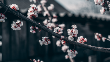 cached/dharmx_walls/cherry/a_branch_with_white_flowers.png