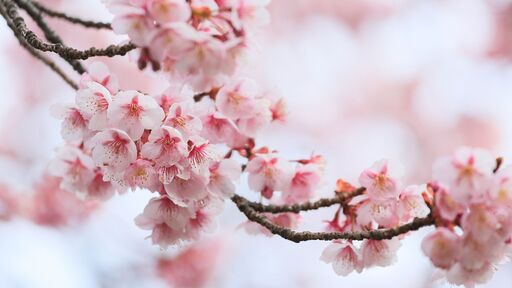 cached/dharmx_walls/cherry/a_close_up_of_a_branch_with_pink_flowers.jpg