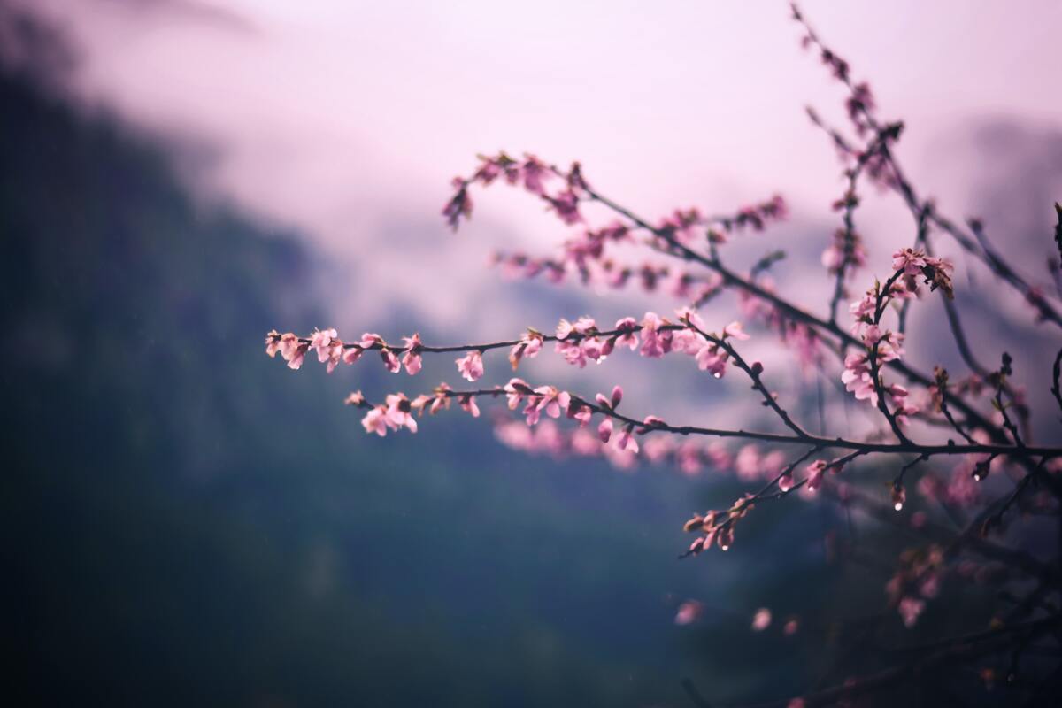cached/dharmx_walls/cherry/a_close_up_of_a_tree_branch_with_pink_flowers.jpg