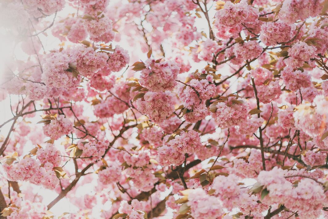 cached/dharmx_walls/cherry/a_tree_with_pink_flowers.jpg