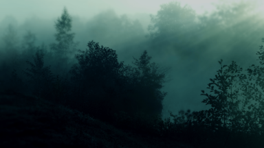 cached/dharmx_walls/digital/a_foggy_forest_with_trees_and_bushes.png