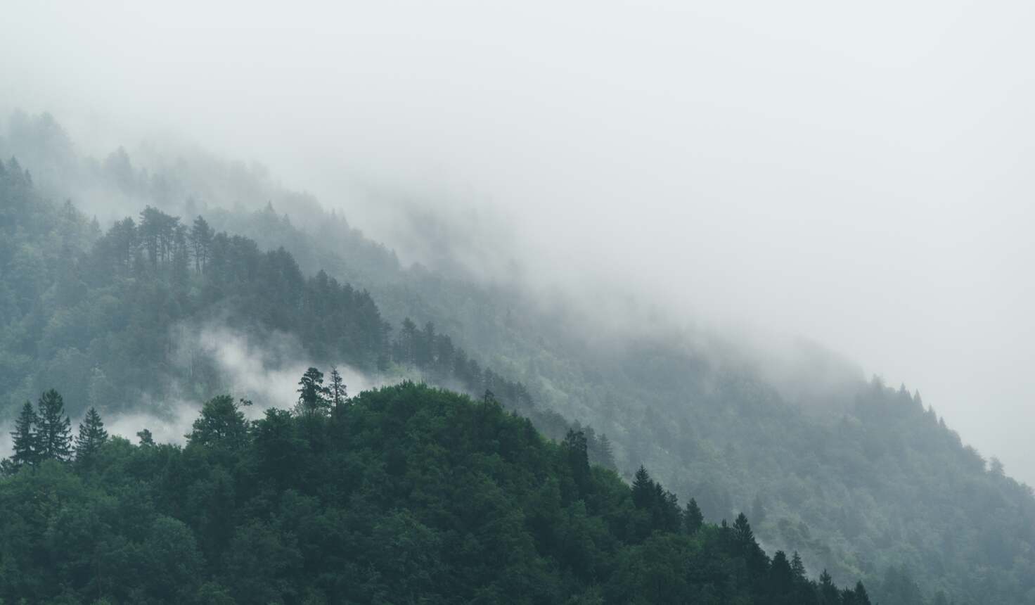 cached/dharmx_walls/digital/a_foggy_mountain_with_trees.jpg