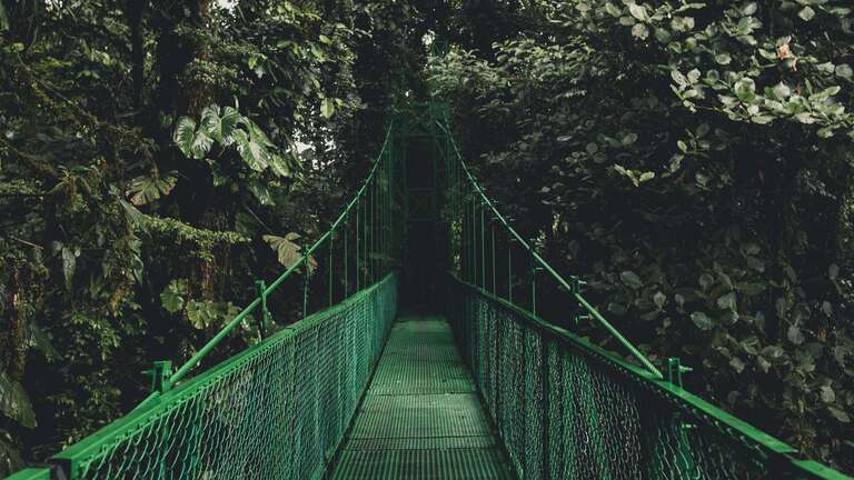 cached/dharmx_walls/digital/a_green_bridge_in_the_middle_of_a_forest.jpg