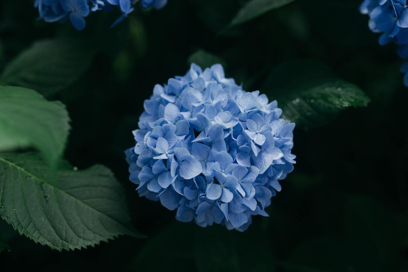 cached/dharmx_walls/flowers/a_blue_flower_with_green_leaves.jpg