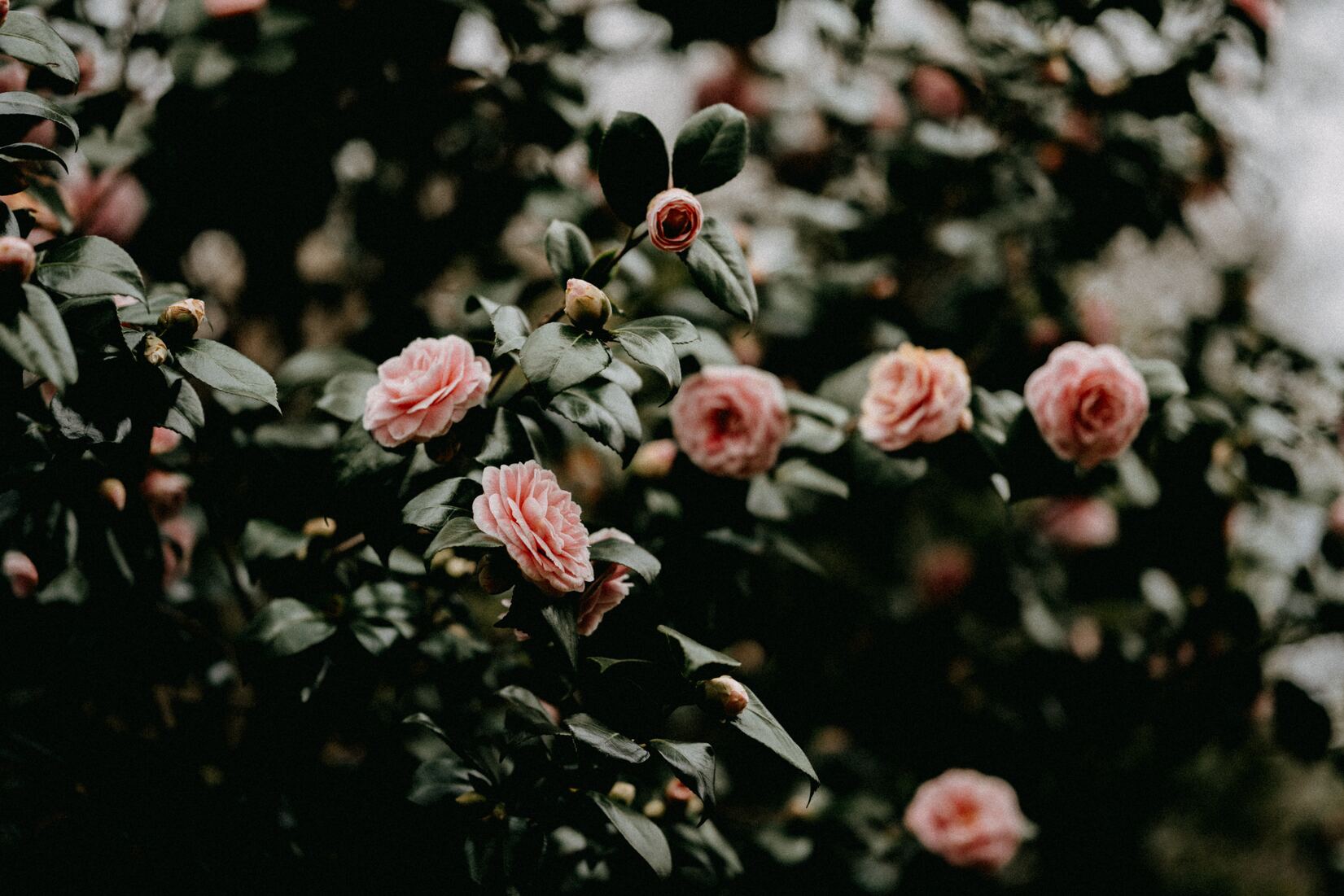 cached/dharmx_walls/flowers/a_close_up_of_a_bush_with_pink_flowers.jpg