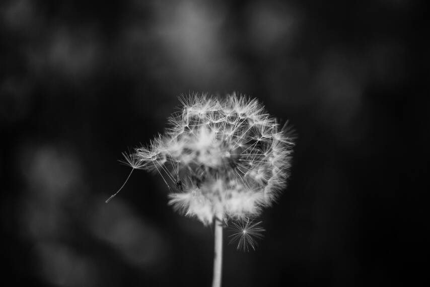 cached/dharmx_walls/flowers/a_close_up_of_a_dandelion.jpg