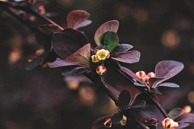 cached/dharmx_walls/flowers/a_close_up_of_a_plant.png