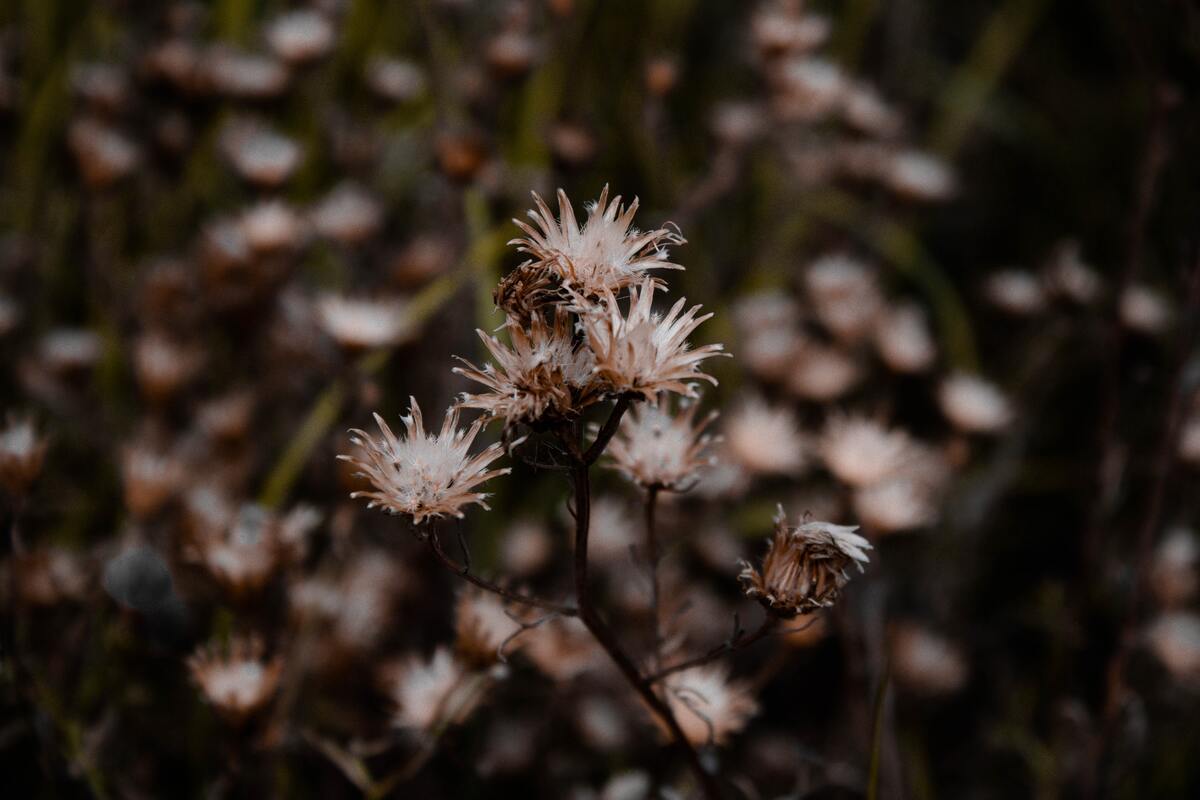 cached/dharmx_walls/flowers/a_close_up_of_a_plant_02.jpg