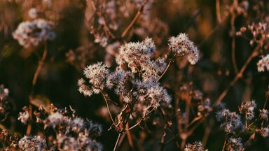 cached/dharmx_walls/flowers/a_close_up_of_a_plant_03.jpg