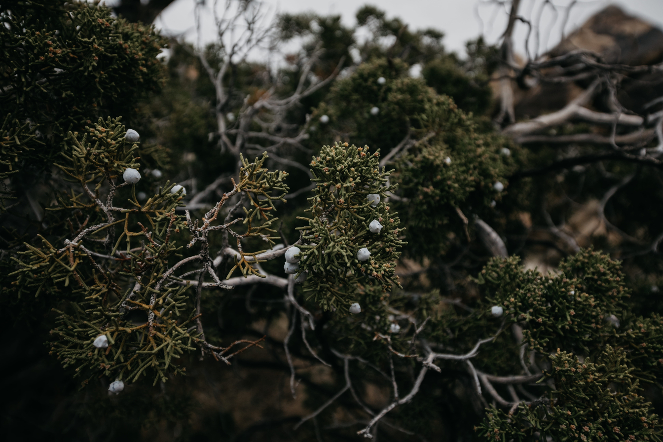 cached/dharmx_walls/flowers/a_close_up_of_a_tree.jpg