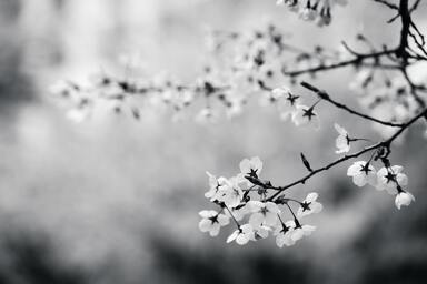 cached/dharmx_walls/flowers/a_close_up_of_a_tree_branch_with_white_flowers.jpg