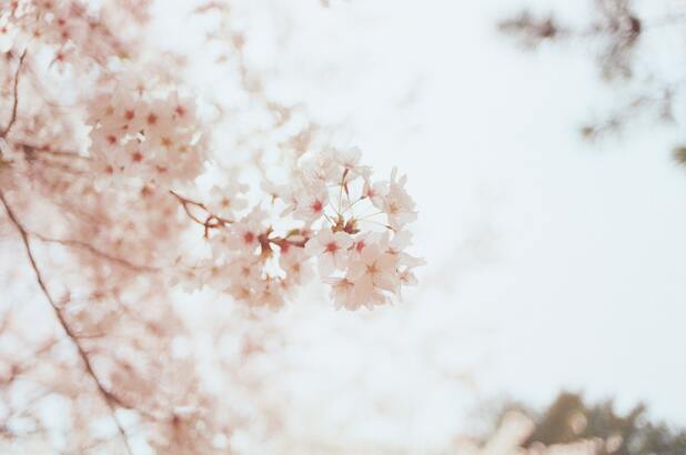 cached/dharmx_walls/flowers/a_close_up_of_a_tree_with_pink_flowers.jpg