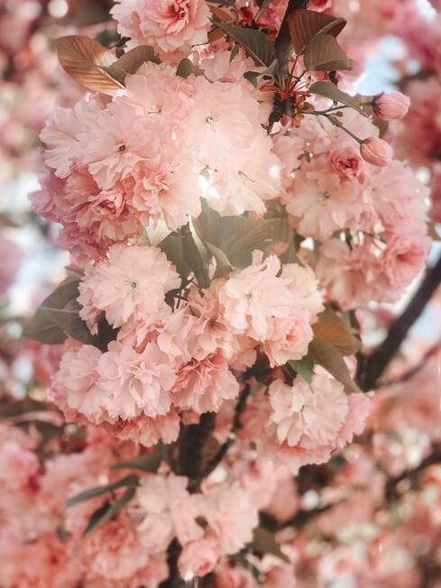 cached/dharmx_walls/flowers/a_close_up_of_a_tree_with_pink_flowers_01.jpg