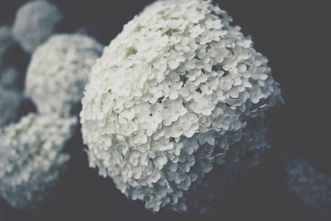 cached/dharmx_walls/flowers/a_close_up_of_a_white_ball_of_flowers.jpg