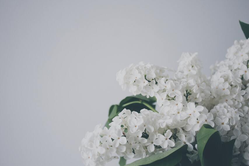 cached/dharmx_walls/flowers/a_close_up_of_a_white_flower.jpg