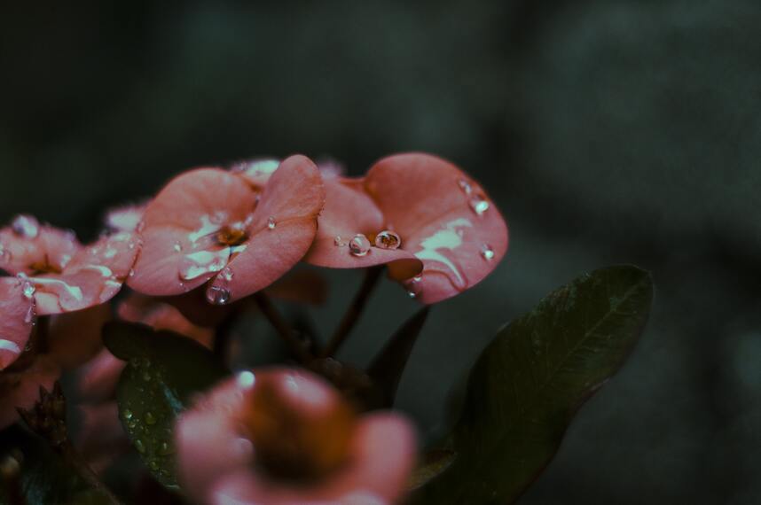 cached/dharmx_walls/flowers/a_close_up_of_flowers.jpg