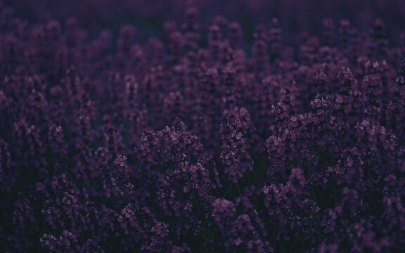 cached/dharmx_walls/flowers/a_close_up_of_purple_flowers.jpg