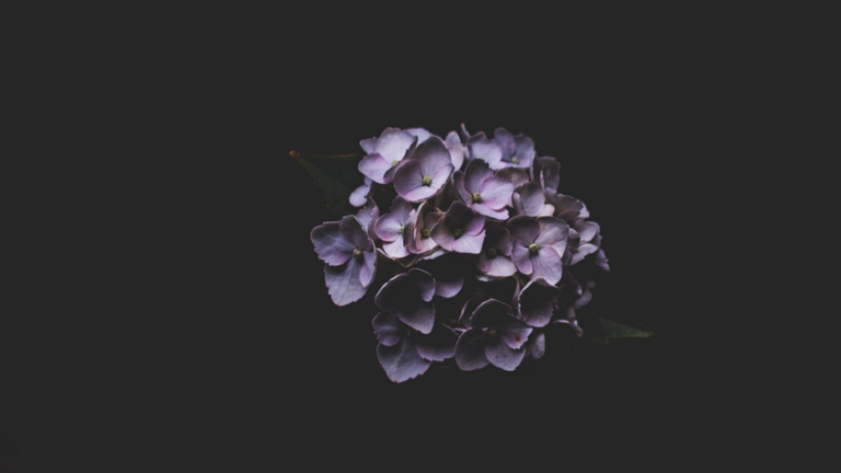 cached/dharmx_walls/flowers/a_close_up_of_purple_flowers.png