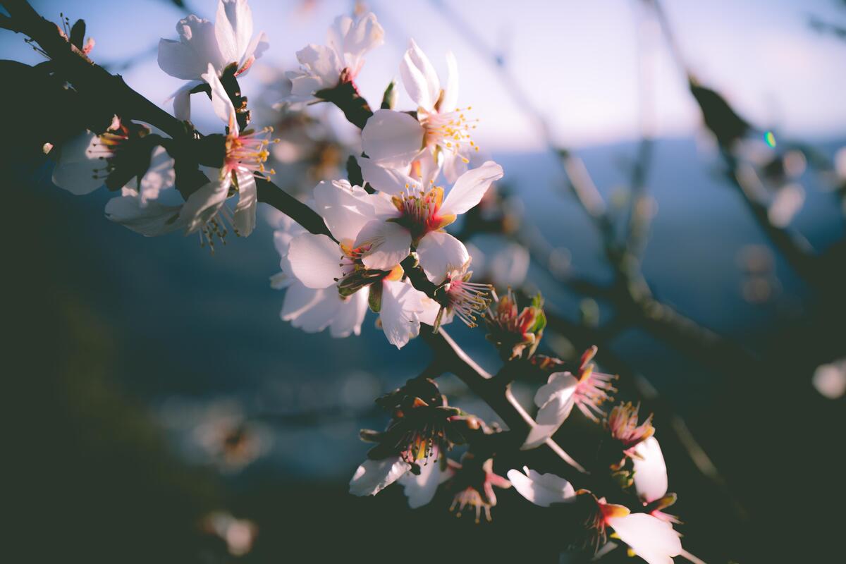 cached/dharmx_walls/flowers/a_close_up_of_white_flowers.jpg