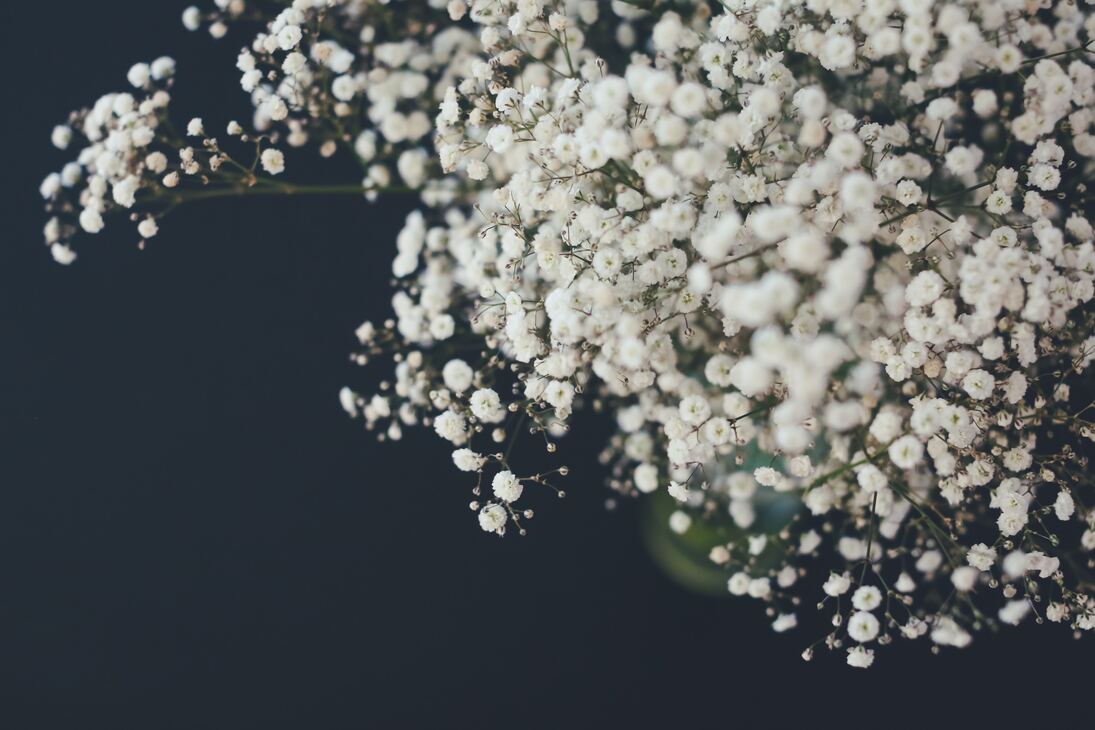 cached/dharmx_walls/flowers/a_close_up_of_white_flowers_01.jpg