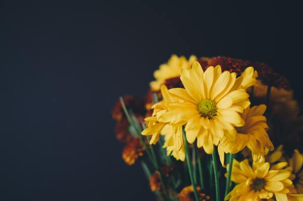 cached/dharmx_walls/flowers/a_close_up_of_yellow_flowers.jpg