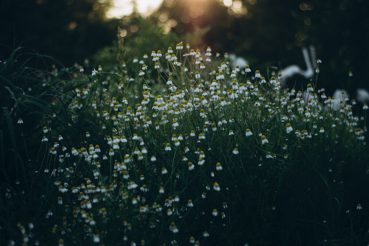 cached/dharmx_walls/flowers/a_field_of_white_and_yellow_flowers.jpg