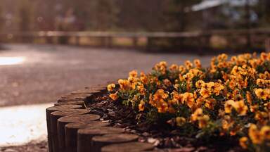 cached/dharmx_walls/flowers/a_flower_bed_with_yellow_flowers.jpg