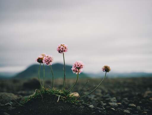 cached/dharmx_walls/flowers/a_group_of_flowers_growing_out_of_a_rocky_area.jpg
