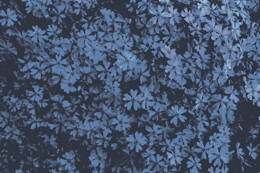 cached/dharmx_walls/flowers/a_group_of_flowers_on_a_black_background.png