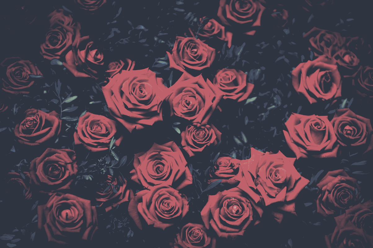 cached/dharmx_walls/flowers/a_group_of_roses_on_a_dark_background.png