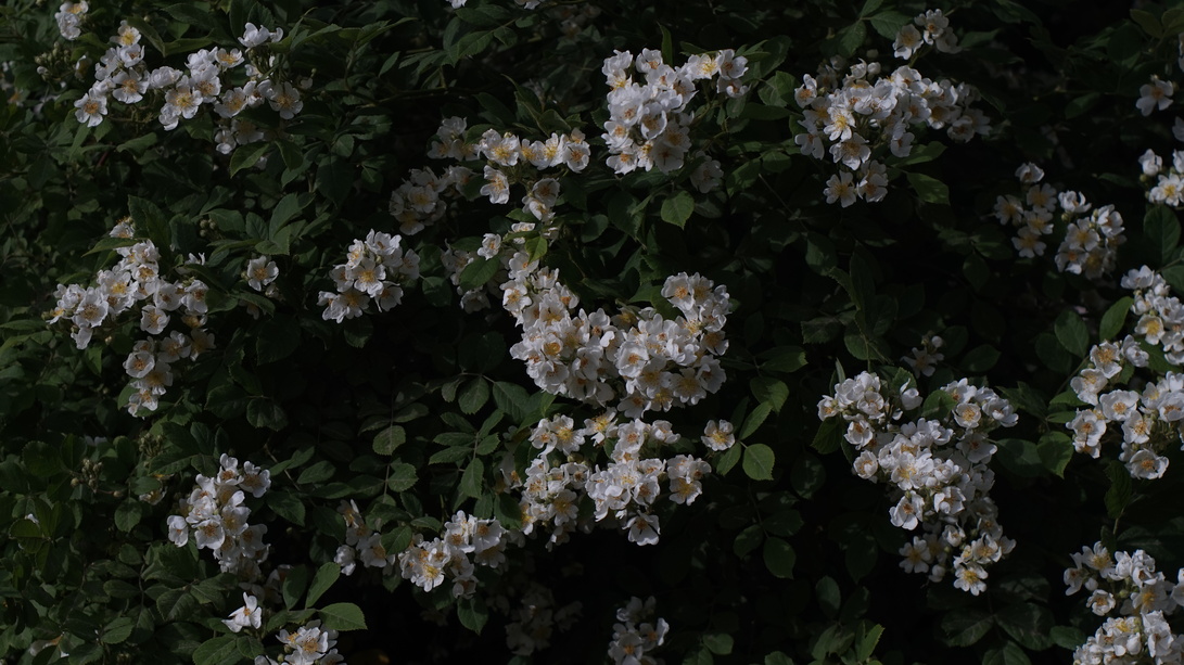 cached/dharmx_walls/flowers/a_group_of_white_flowers_on_a_bush.jpg