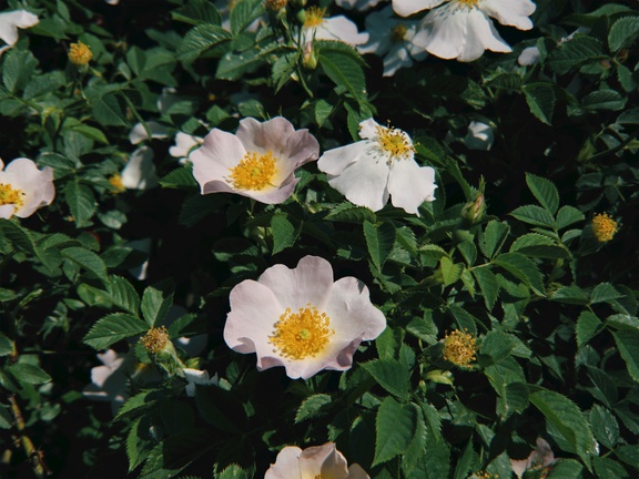 cached/dharmx_walls/flowers/a_group_of_white_flowers_with_yellow_centers.jpg