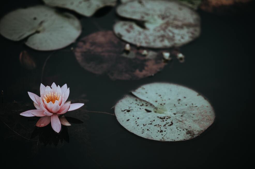 cached/dharmx_walls/flowers/a_pink_flower_on_a_pond.jpg