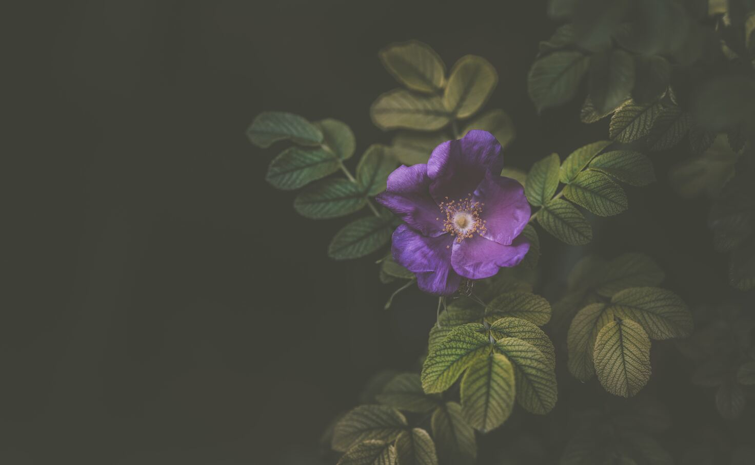 cached/dharmx_walls/flowers/a_purple_flower_on_a_plant.jpg