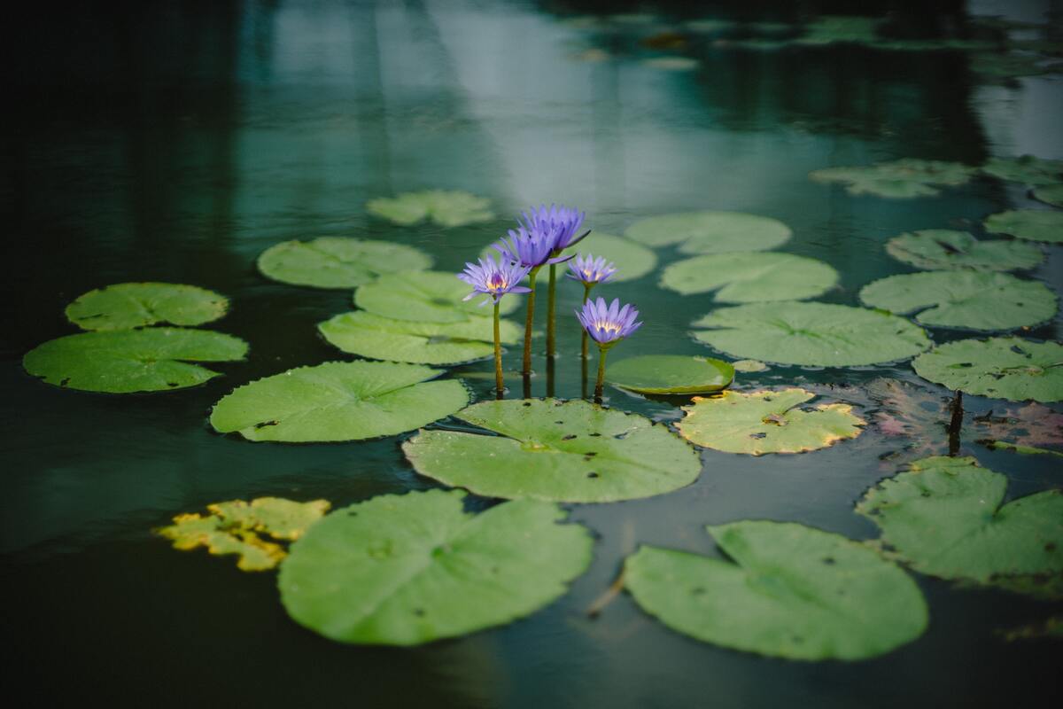 cached/dharmx_walls/flowers/a_purple_flowers_growing_out_of_lily_pads_in_a_pond.jpg