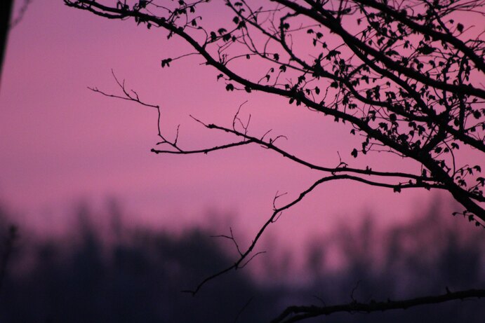 cached/dharmx_walls/flowers/a_tree_branches_against_a_pink_sky.jpg