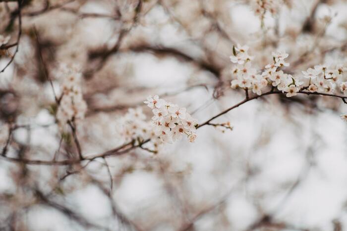 cached/dharmx_walls/flowers/a_tree_with_white_flowers.jpg