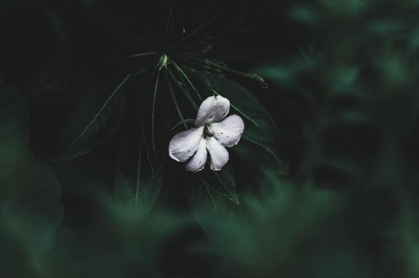 cached/dharmx_walls/flowers/a_white_flower_on_a_plant.jpg