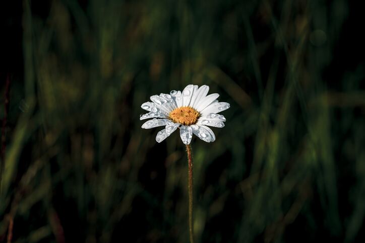 cached/dharmx_walls/flowers/a_white_flower_with_water_drops_on_it.jpg