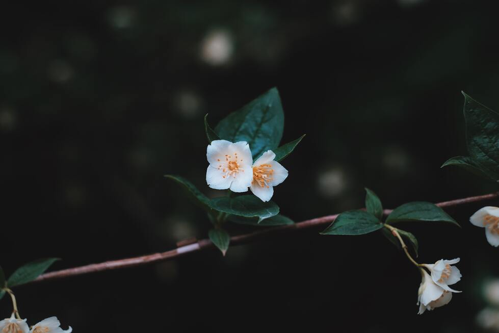 cached/dharmx_walls/flowers/a_white_flowers_on_a_branch.jpg