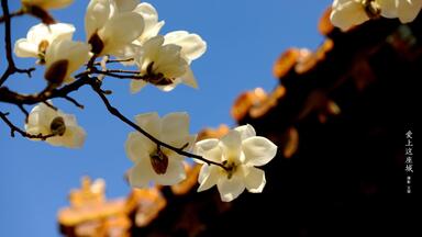 cached/dharmx_walls/flowers/a_white_flowers_on_a_tree_branch.jpg