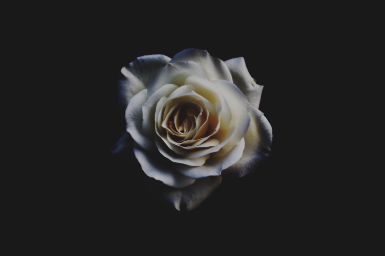 cached/dharmx_walls/flowers/a_white_rose_with_a_black_background.png