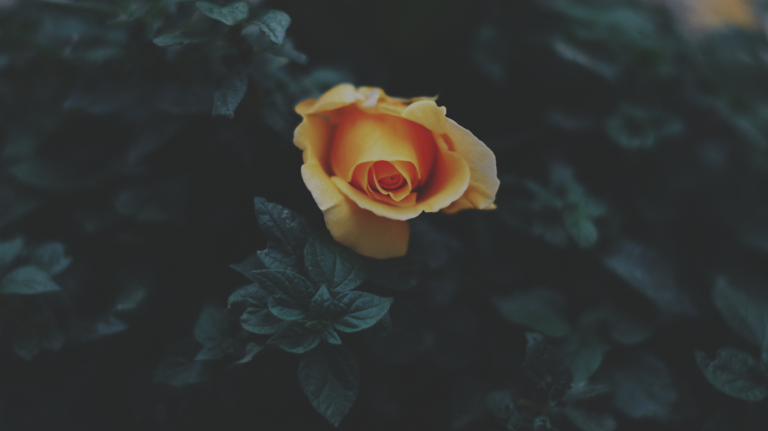 cached/dharmx_walls/flowers/a_yellow_rose_on_a_bush.png