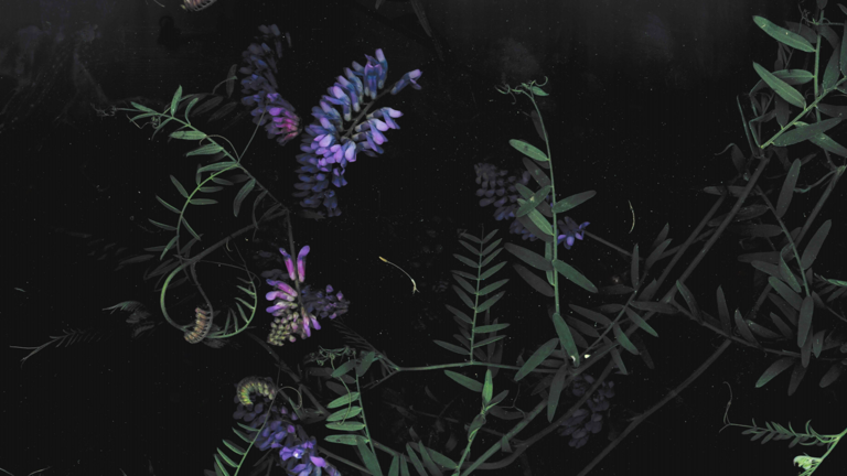 cached/dharmx_walls/flowers/purple_flowers_on_a_black_background.png