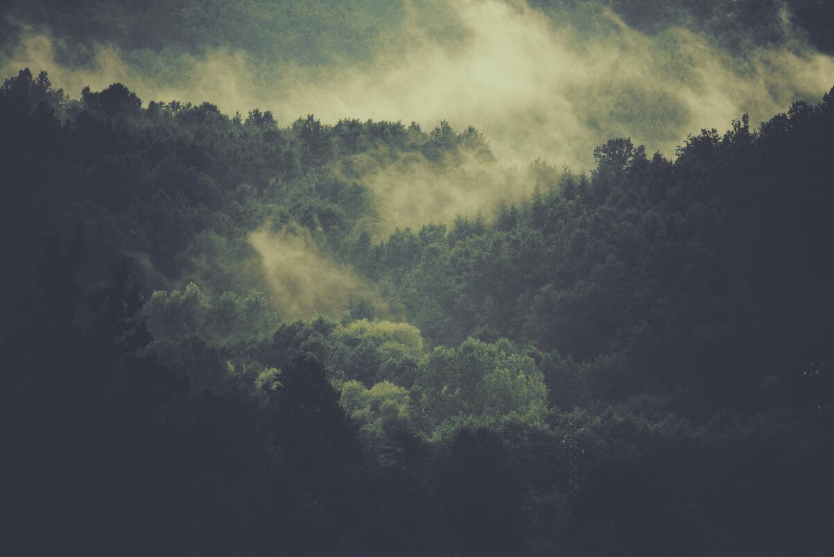 cached/dharmx_walls/fogsmoke/a_foggy_forest_with_trees.jpg